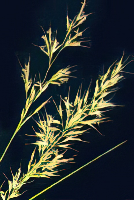 Yellow Oat Grass