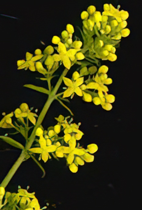 Lady’s Bedstraw