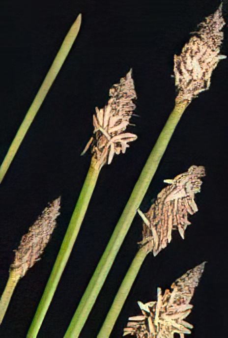 Common Spike-rush