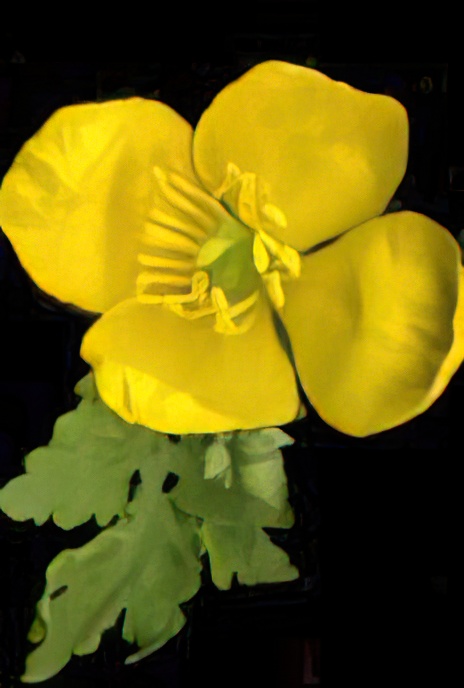 Greater Celandine