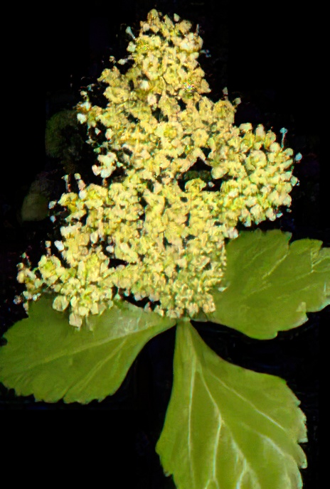 Alexanders