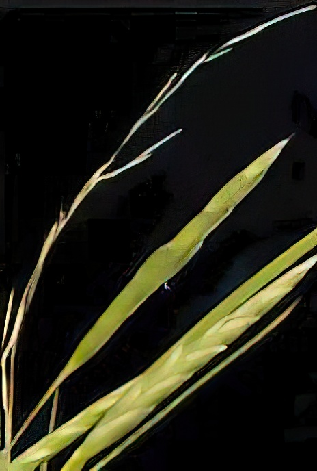 Floating Sweet-grass