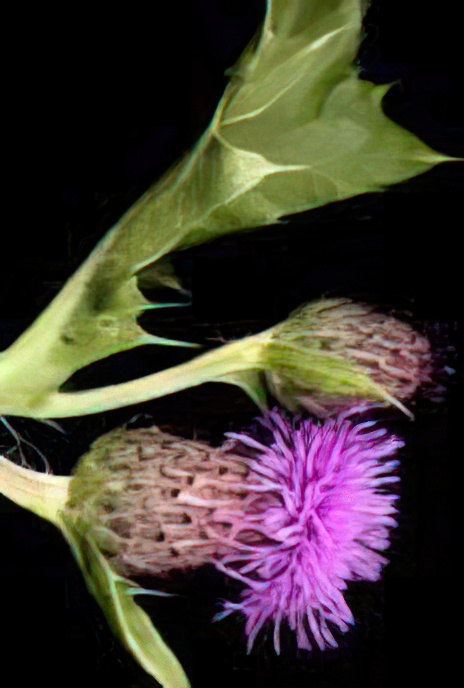 Creeping Thistle