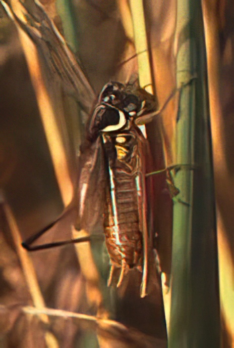 Roesel’s Bush Cricket