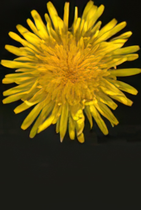 Dandelion