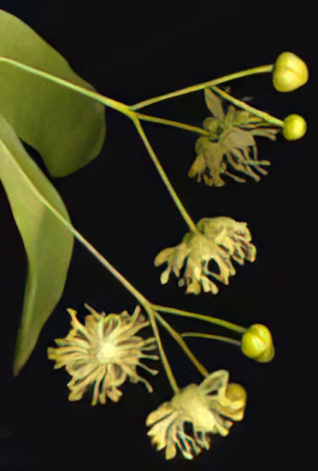 Lime