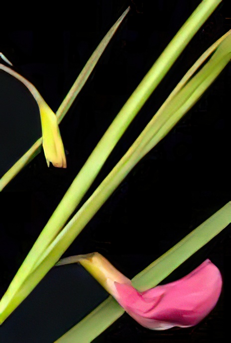 Grass Vetchling