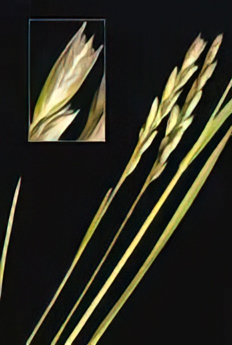 Heath Grass