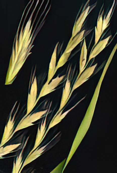 Italian Rye Grass