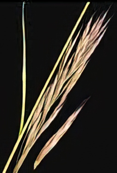 Upright Brome