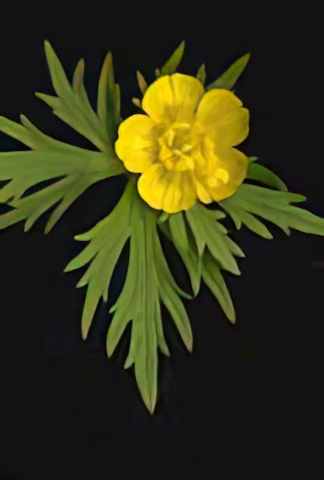 Meadow Buttercup