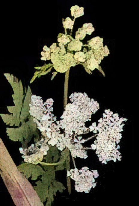 Hemlock