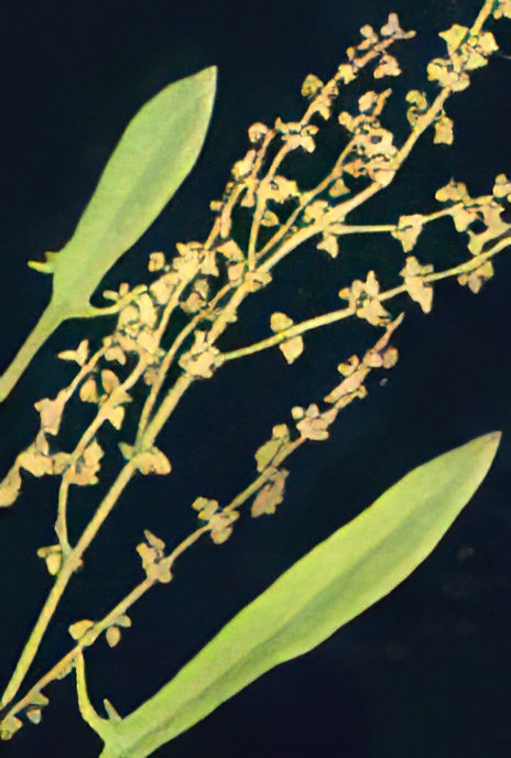Sheep’s Sorrel