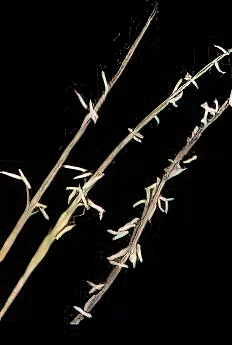 Mat Grass