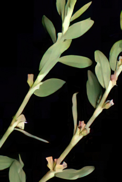 Knotgrass