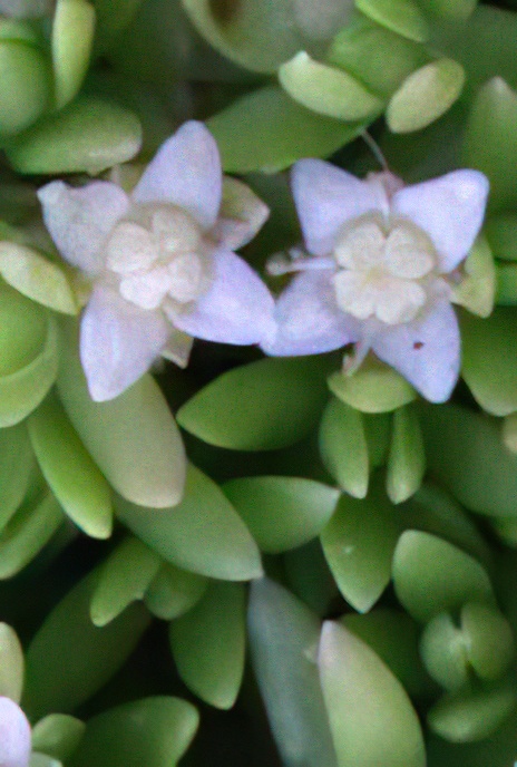 New Zealand Pygmyweed (escape)