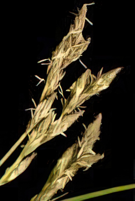 Oval Sedge