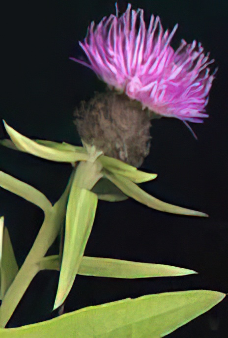 Black Knapweed