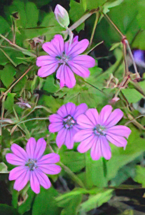 Hedgerow Crane’s-bill