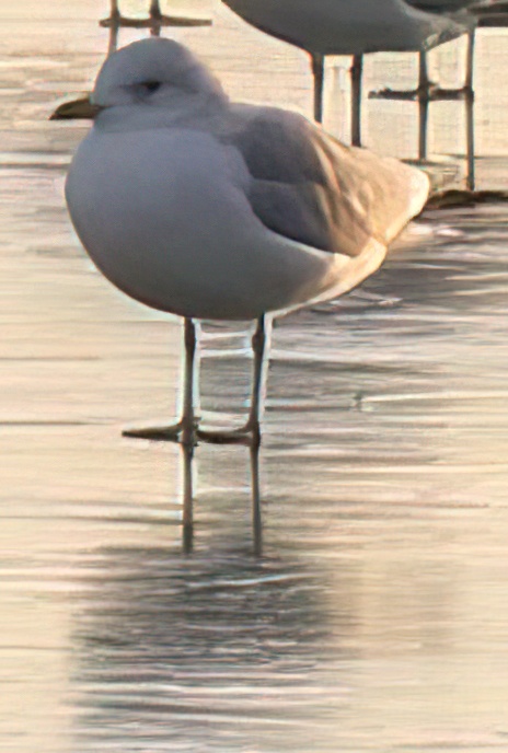 Common Gull