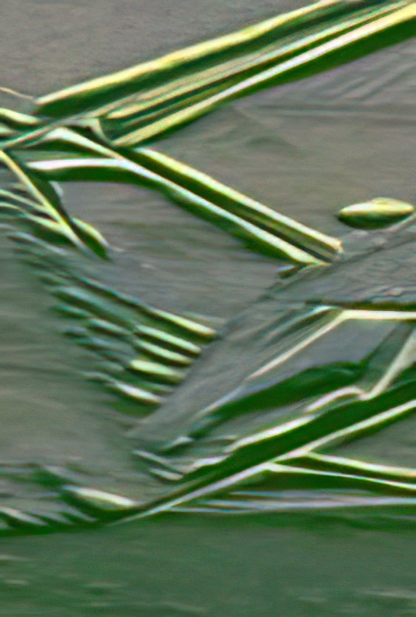 UK – East London – Wanstead Flats – Patterns in Ice