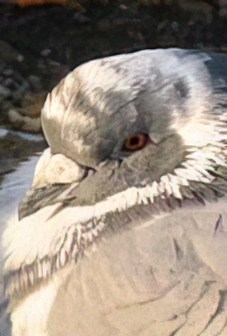 Feral Pigeon