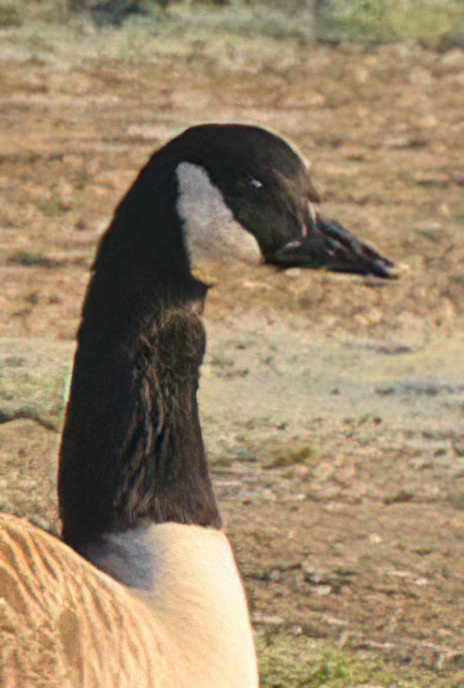 Canada Geese