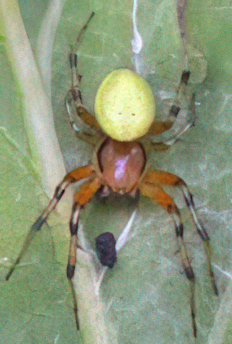 Cucumber green spider