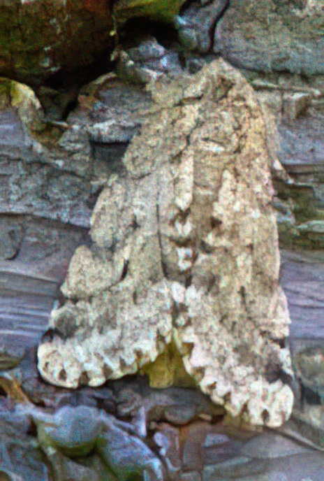 Brindled Beauty