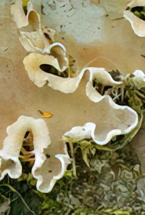 Dog Lichen