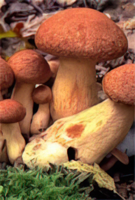Honey Fungus