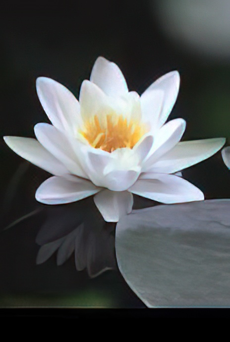 White Water-lily