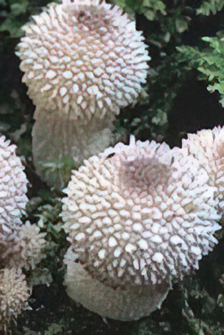 Common Puff Ball