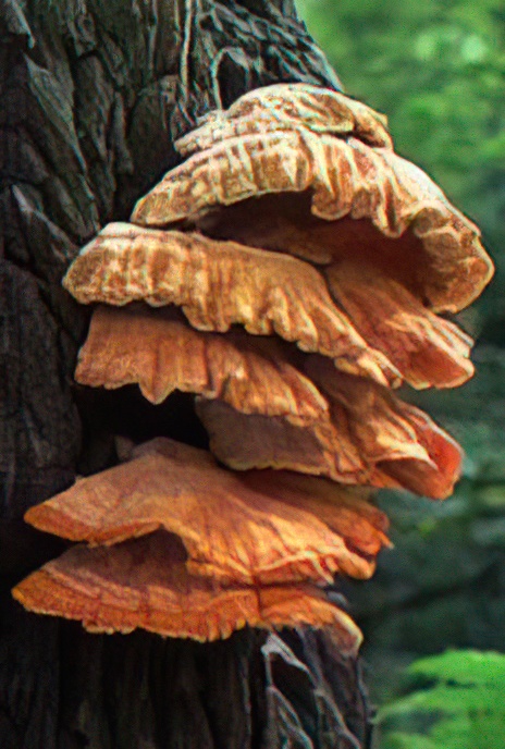 Chicken-of-the-Woods