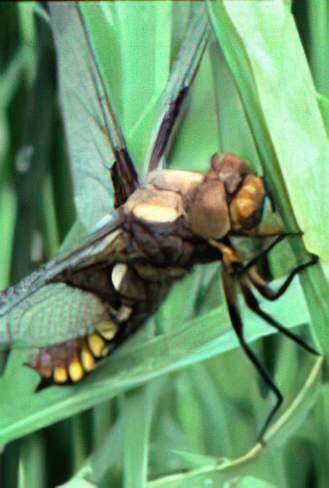 Broad-bodied Chaser