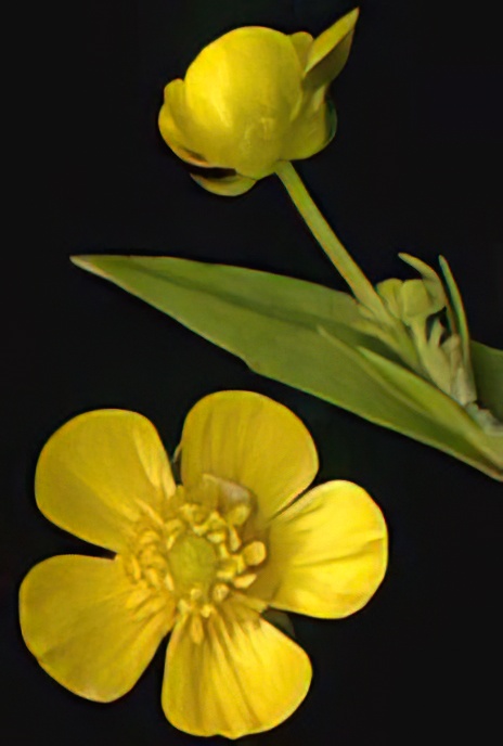 Greater Spearwort