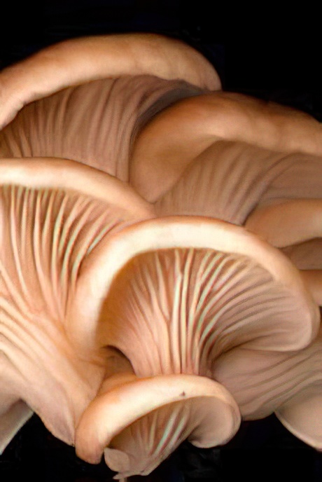 Oyster Mushroom