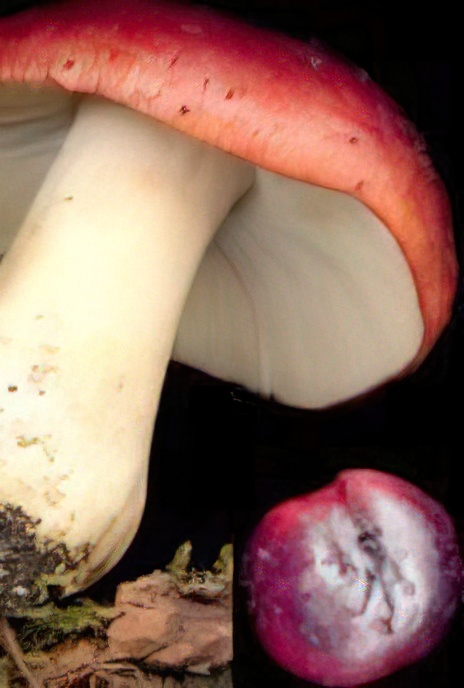 Blackish-purple Russula