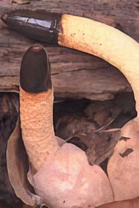 Dog Stinkhorn