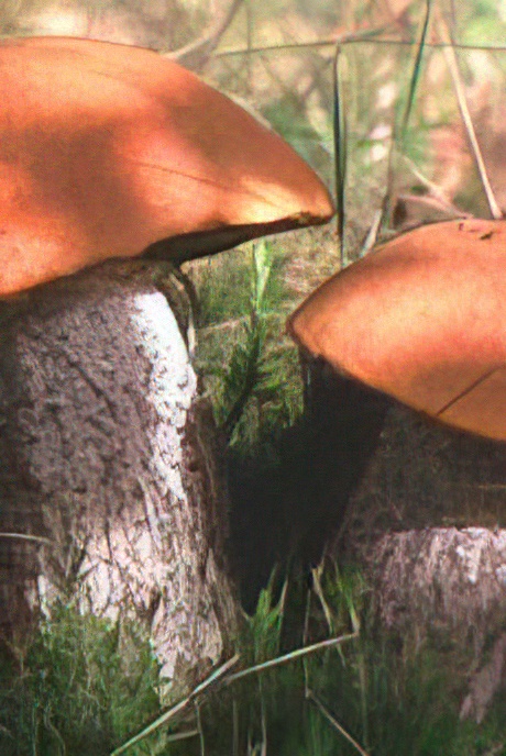 Orange Birch Bolete
