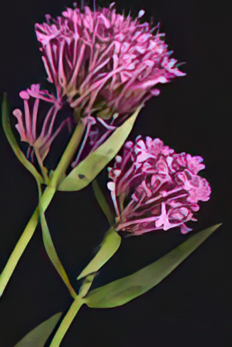 Red Valerian
