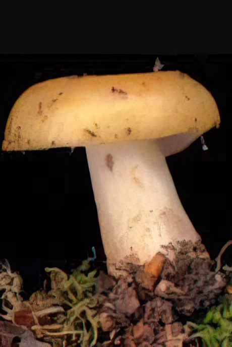 Common Yellow Russula