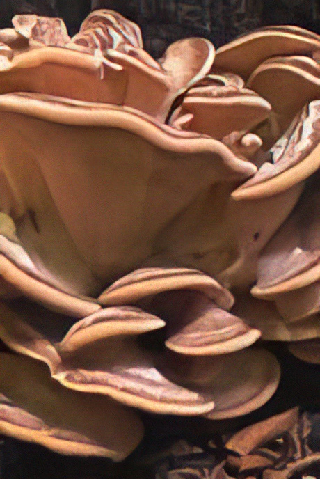 Giant Polypore