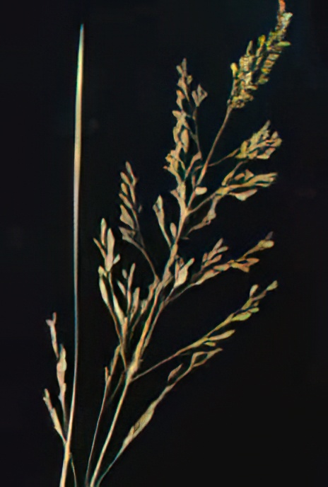 Tufted Hair Grass