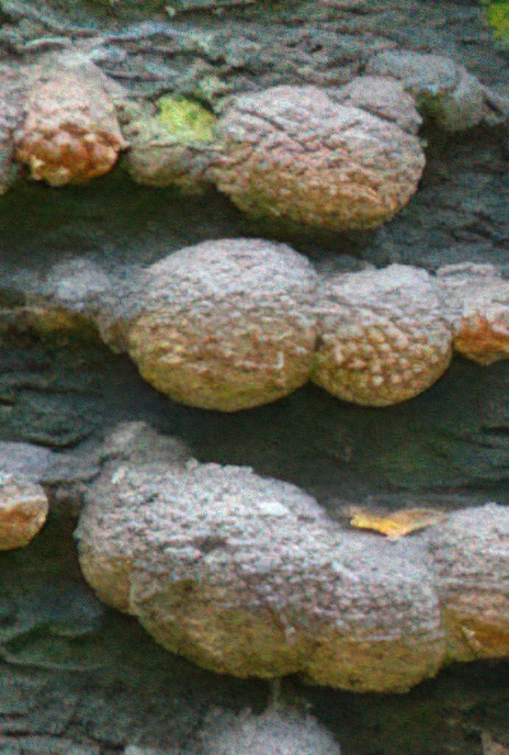 Beech Woodwart