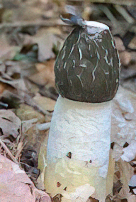 Stinkhorn with Bluebottles, Greenbottles & Face-flies