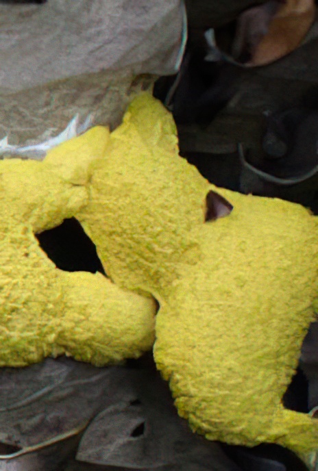 Scrambled Egg Slime Mould