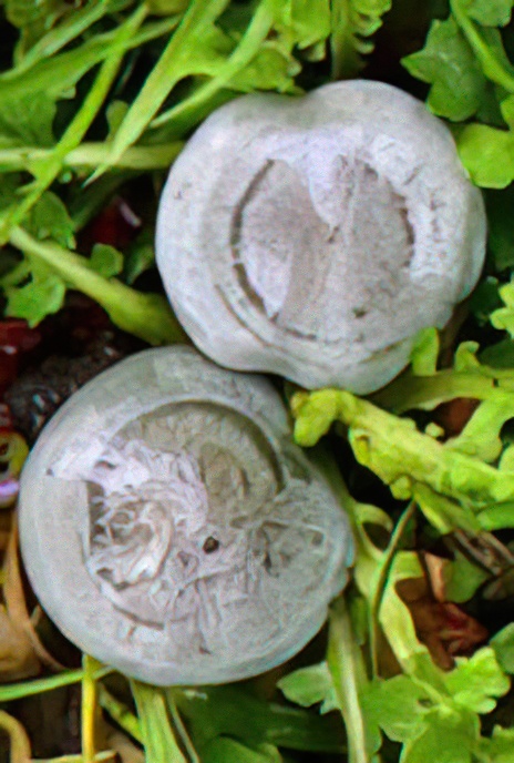 Aniseed Toadstool