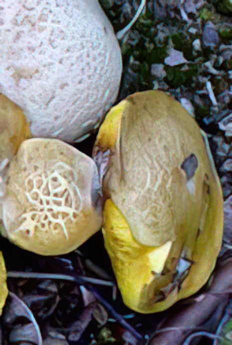 Parasitic Bolete on Common Earth-ball