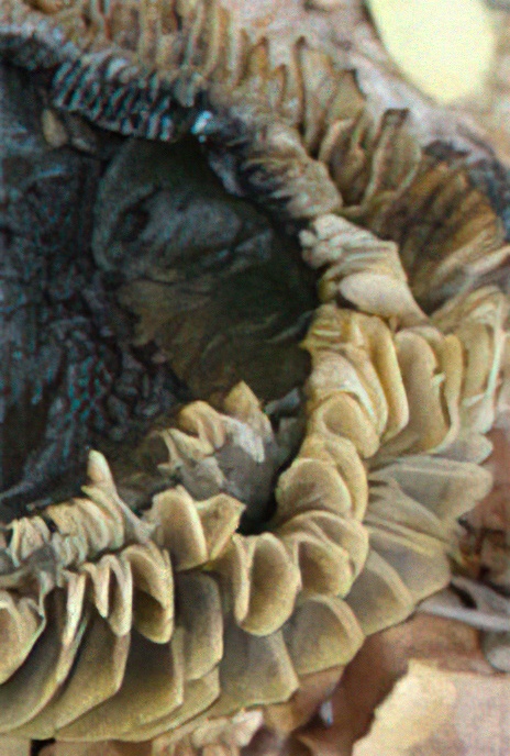 Blackening Brittlegill